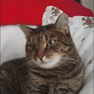 (GIF: GIPHY)
