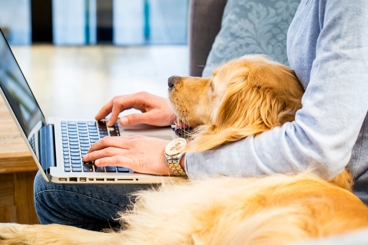 Der Wau-Effekt: Darum solltet ihr über einen Bürohund nachdenken
