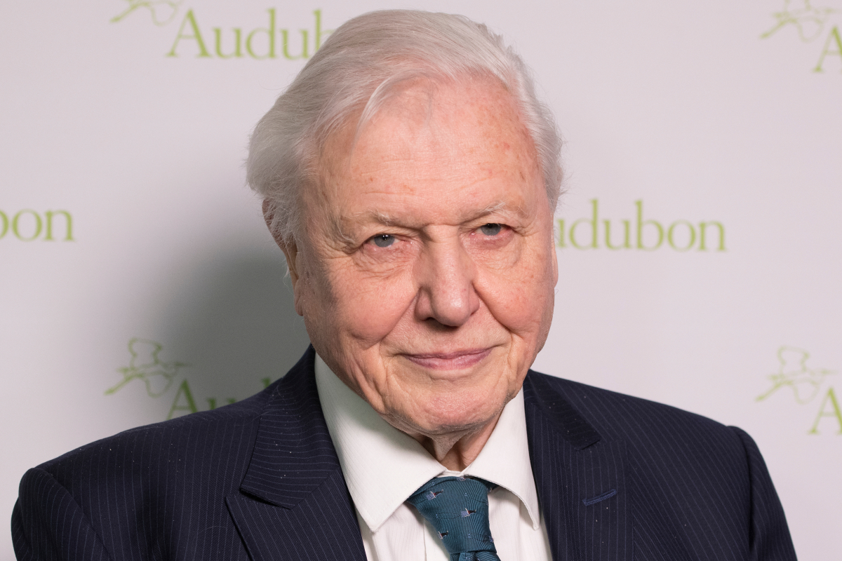 Rekord auf Instagram: David Attenborough knackt die Million Follower in unter 5 Stunden