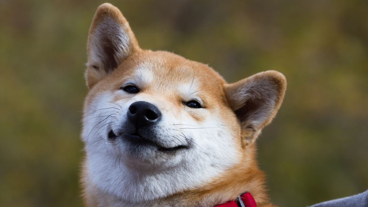 Dogecoin  latest dogecoin news Shiba Inu Coin (SHIB): The price of the meme token exploded thumbnail
