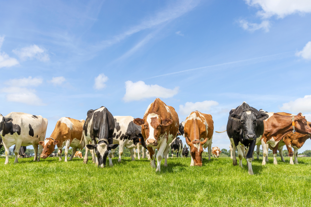Landwirtschaft 4.0: Tragen Kühe bald eine Smartwatch?