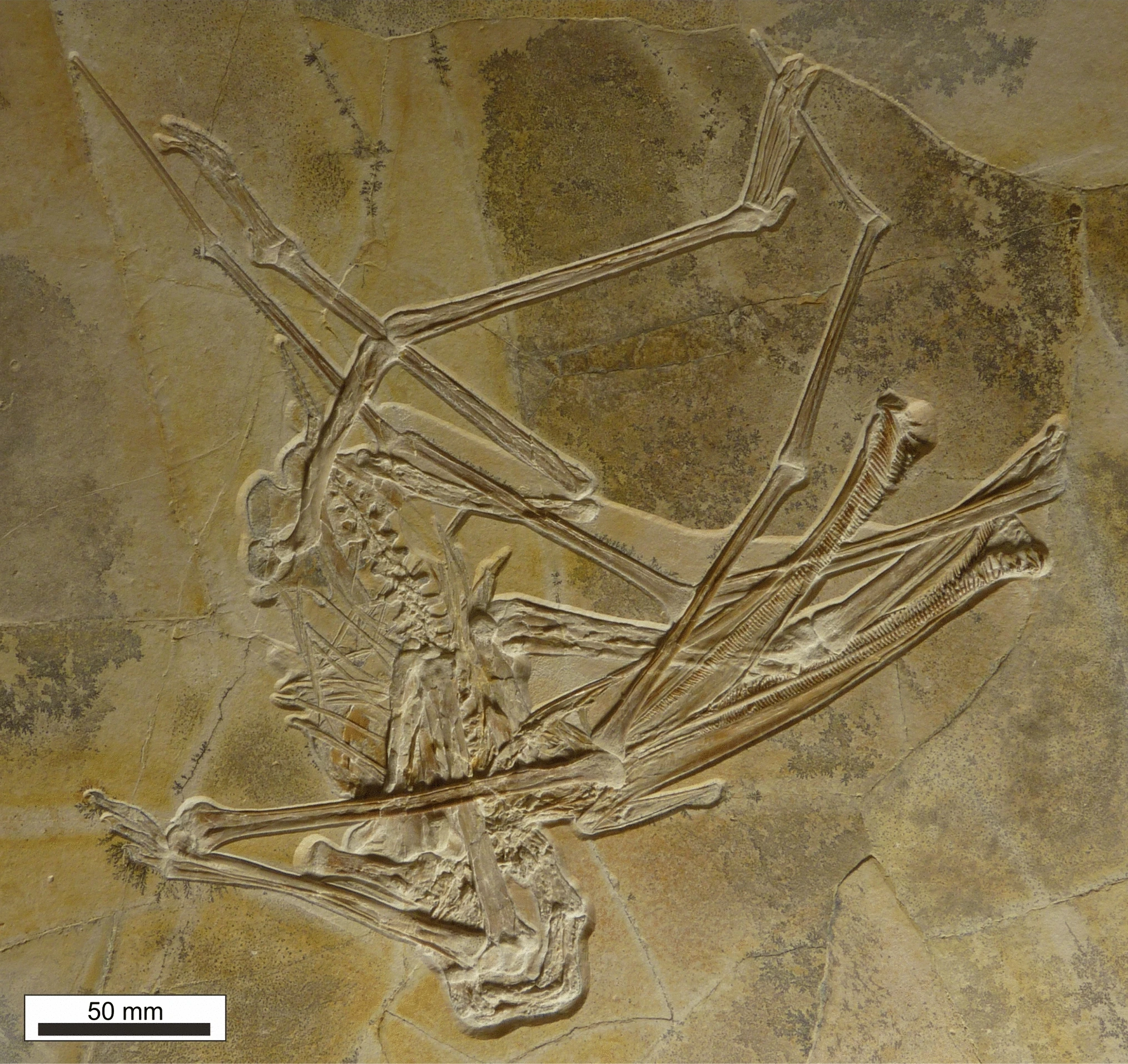 Das gut erhaltene Skelett des neuen Flugsauriers Balaenognathus maeuseri. (Bild: David Martill Et. AL./PalZ)