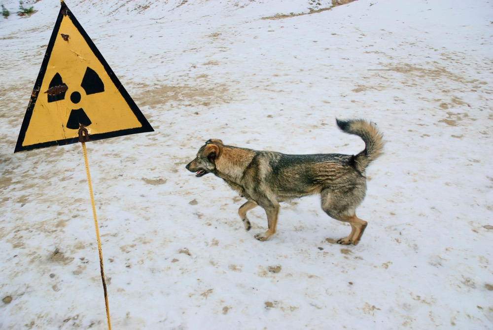 What the Chernobyl dogs can tell us about life on Mars