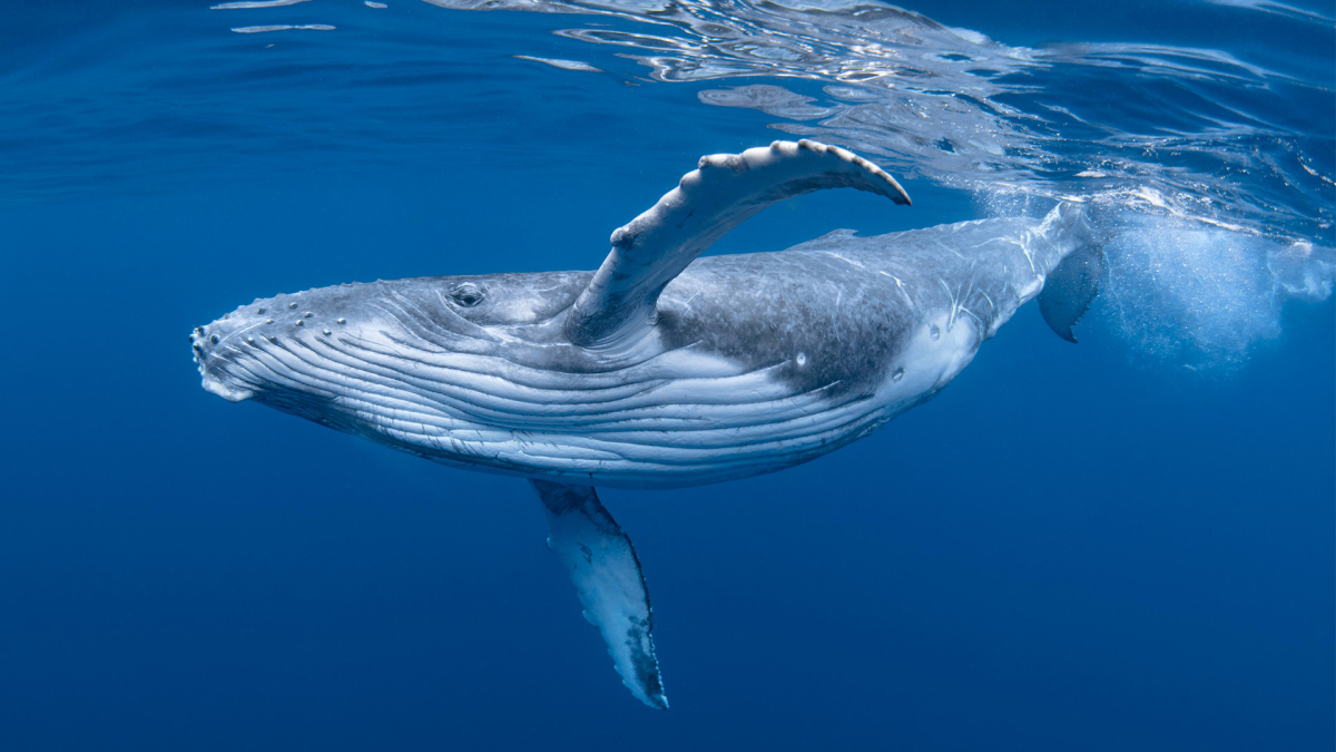 Von Walgesängen zu Aliensignalen: Wie Wale uns auf die Kommunikation mit Außerirdischen vorbereiten
